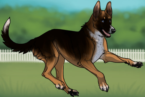 Belgian Kelpie 217