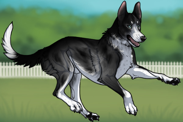 Belgian Kelpie 218