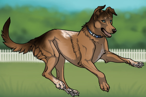 Belgian Kelpie 222