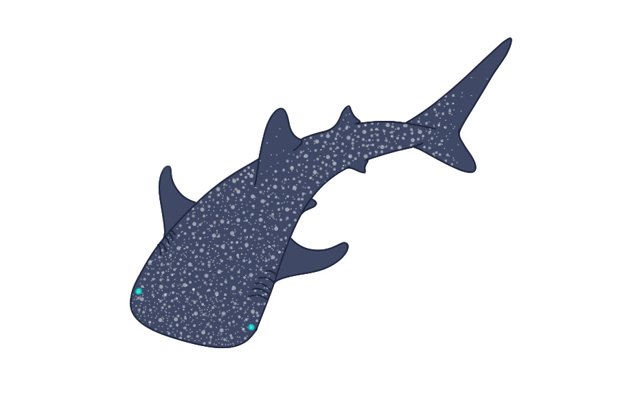 whale sharkeu