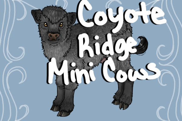 Coyote Ridge Mini Cows | Open to Posting