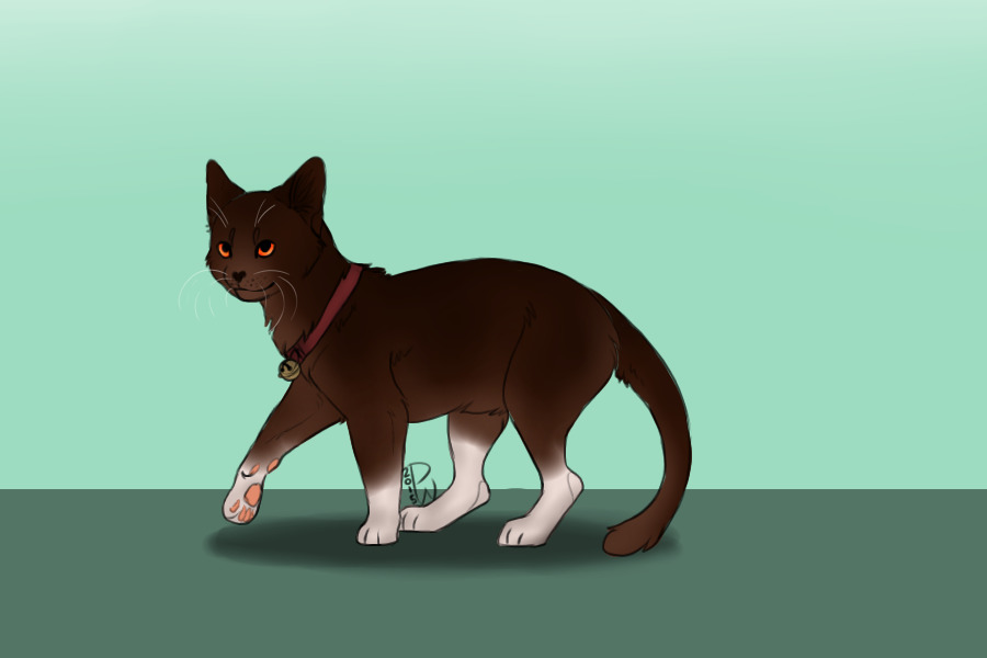 Cat 9