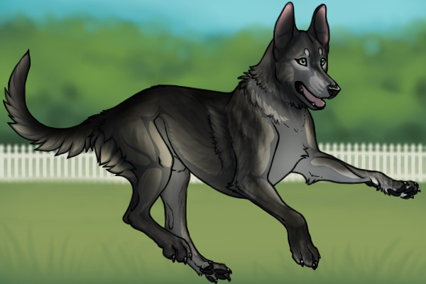 Belgian Kelpie #234