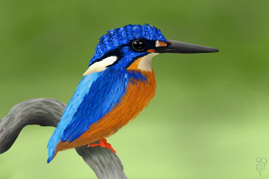 The King Fisher
