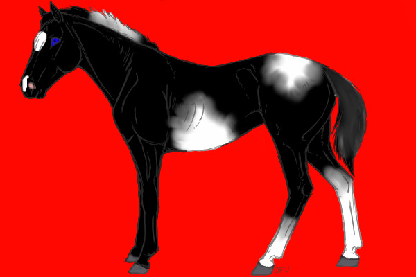 new foal