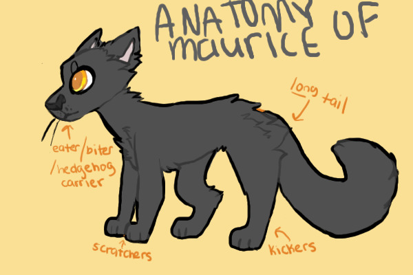 anatomy of maurice