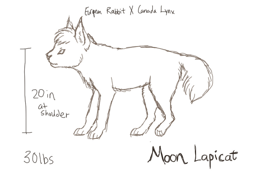 lapicat sketchh