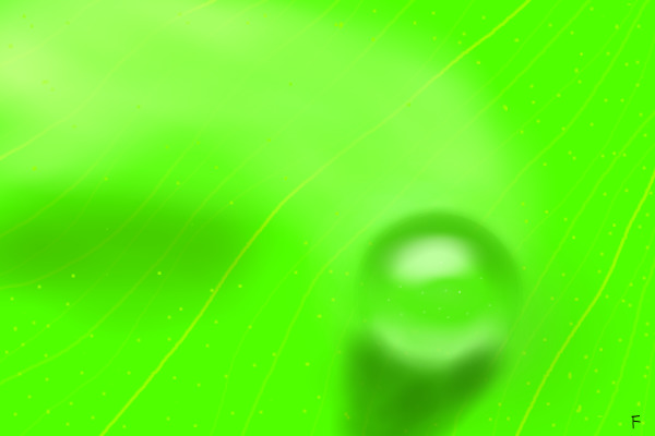 Water droplet on a leaf