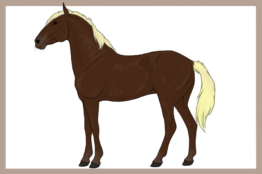 coloured in horse