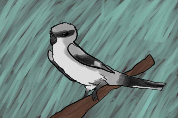 Northern Shrike