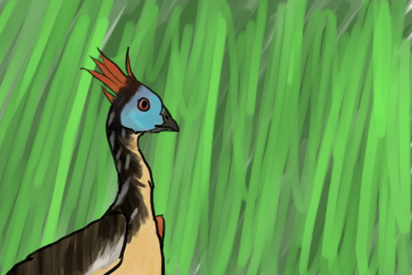Hoatzin