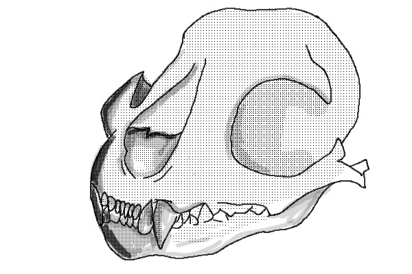 canine skull thing