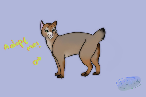 LBC #43 - Ruddy Abyssinian