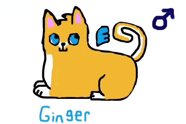 Ginger & White Kitten MiniWing Adopt! - ADOPTED