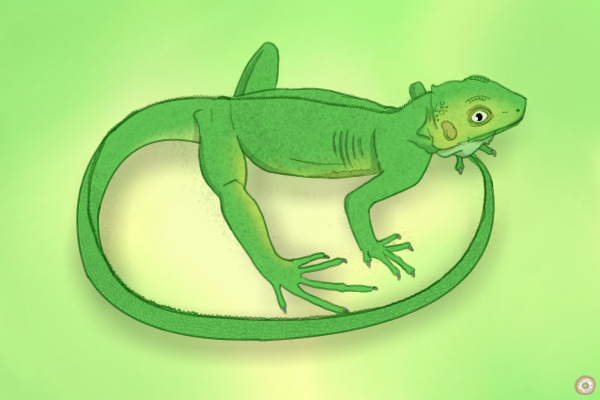 Iguana... Not On A Stick?