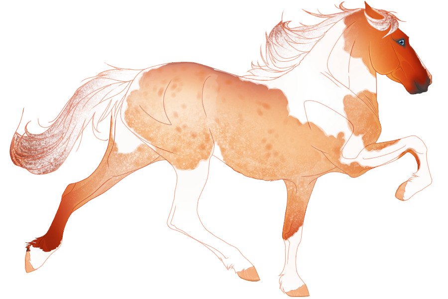 #5021 Red Dun Pintaloosa {Varnish Roan + Tobiano}