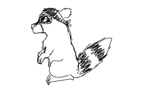 raccoon