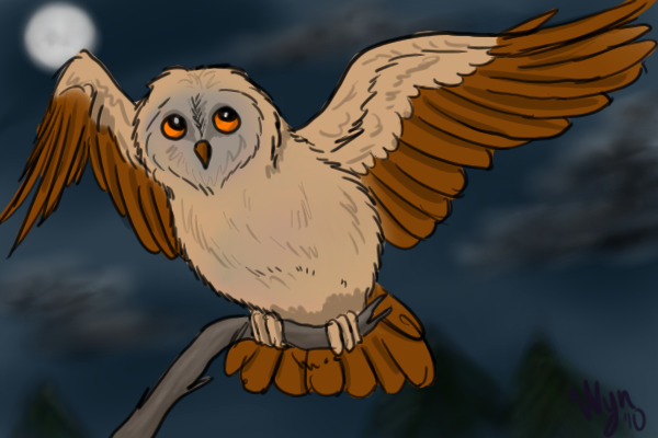 Owl
