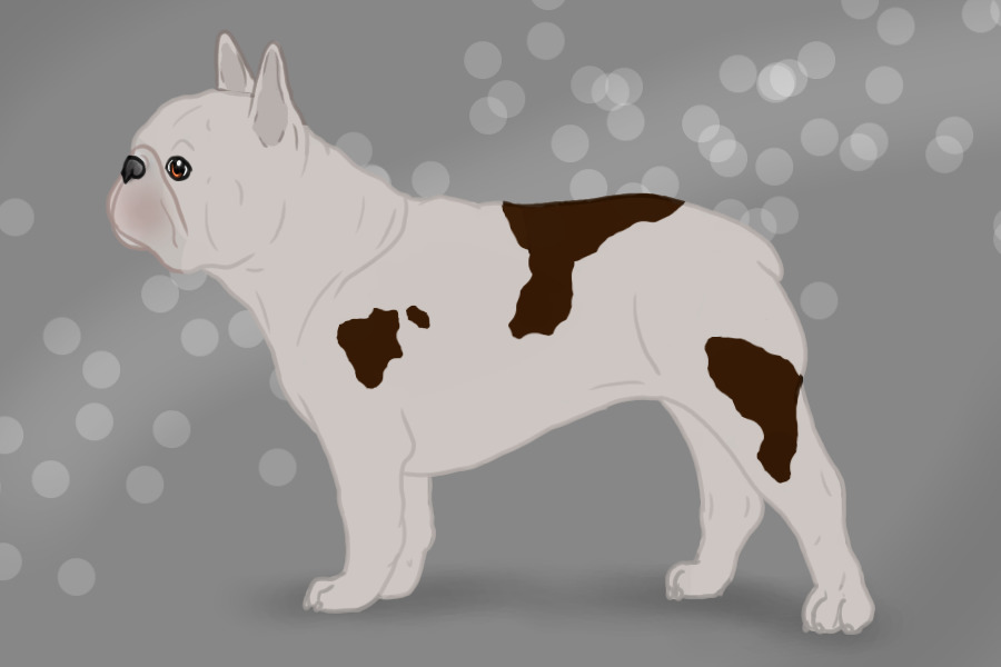 French Bulldog