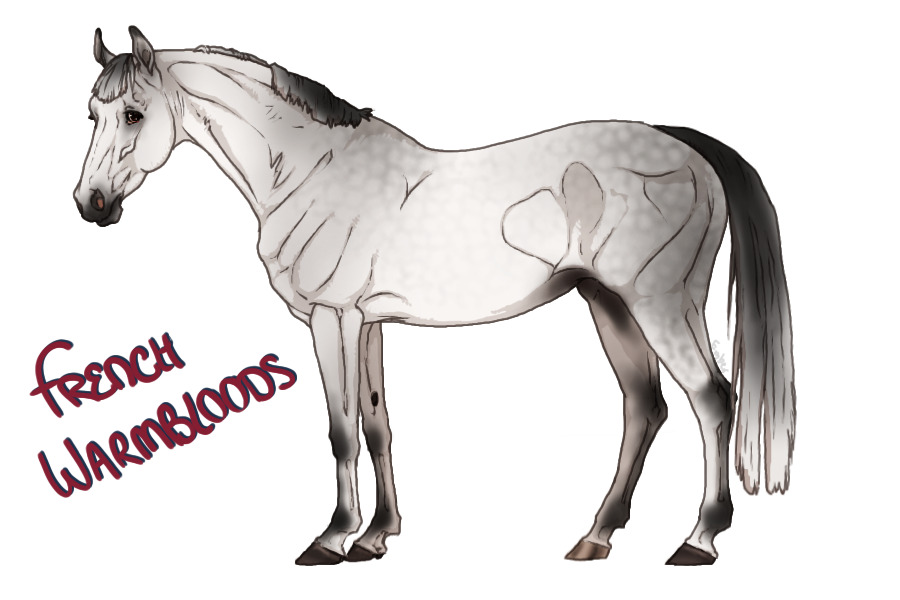 French Warmbloods - Customs!