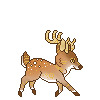 pygmy deer- ???