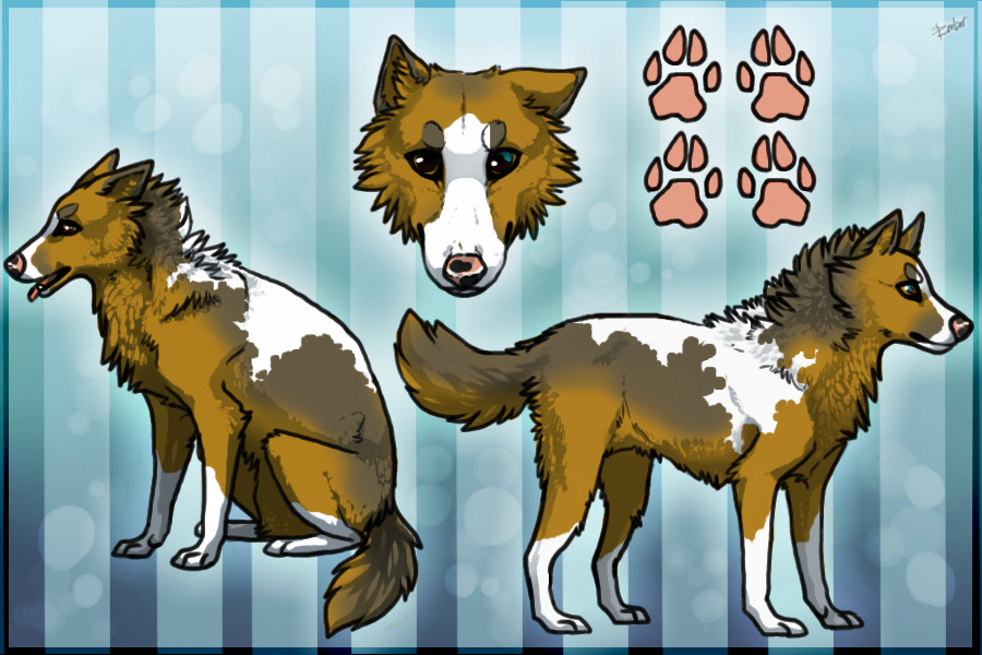 German Shepard x Mutt