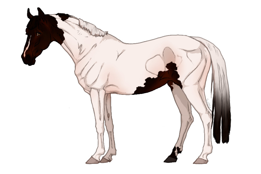 French Warmblood #0017 - Seal Bay Tovero