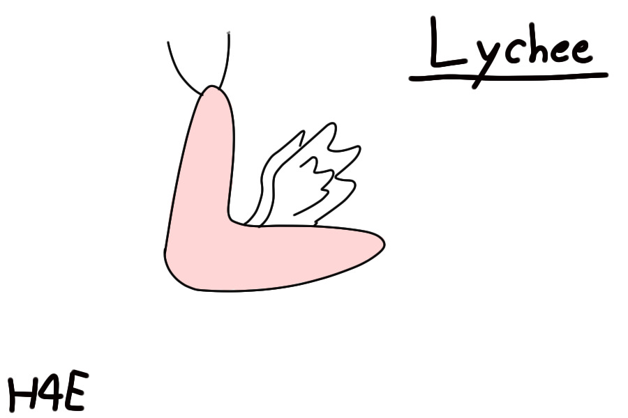 Lychee the winged slug