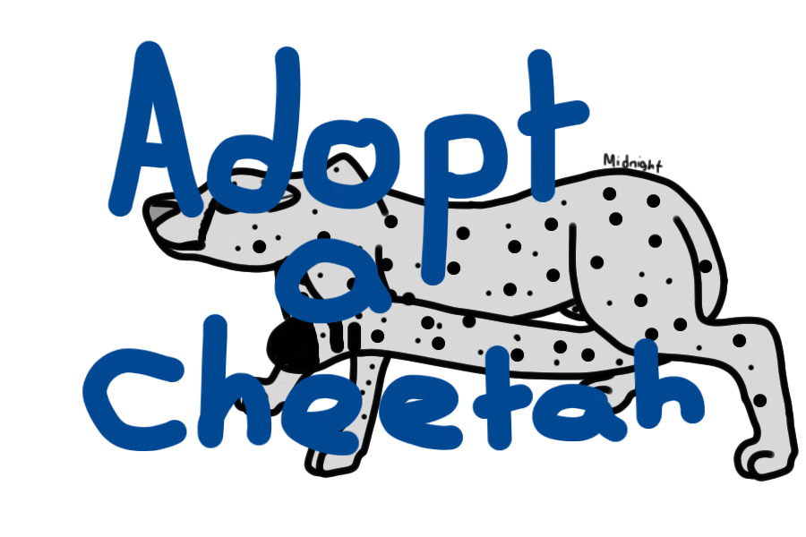 Adopt a cheetah