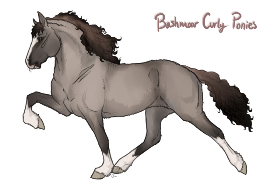 Bashmoor Curly Ponies ( Not official thread )