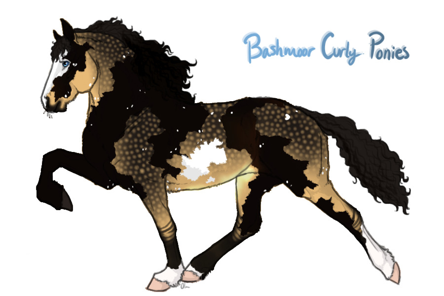 Bashmoor Curly Ponies ♥ Fanclub now open!