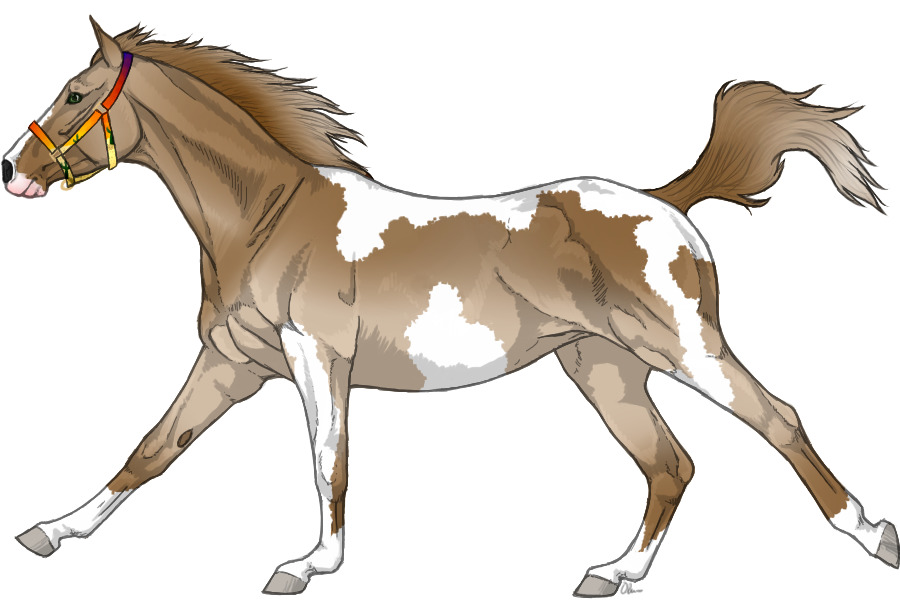 DT #40 - Dunalino Overo