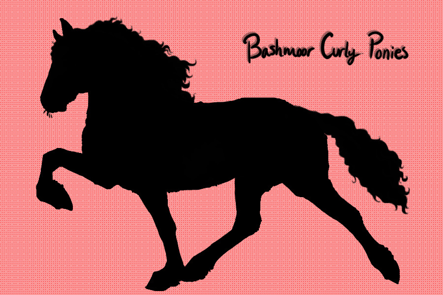 Bashmoor Curly Ponies ♥ Artist Search!
