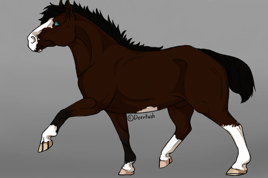 Dutch Warmblood Gelding