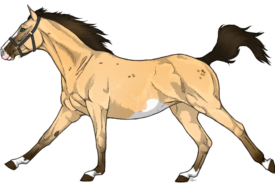 DT #42 - Buckskin Sabino with Bird catcher spots