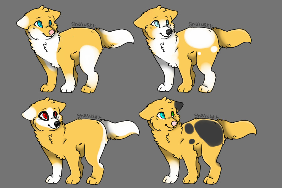 Four of Hoshi's Pups!