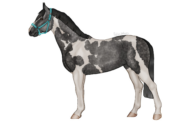 OFH |#17| Dapple Grey Tovero