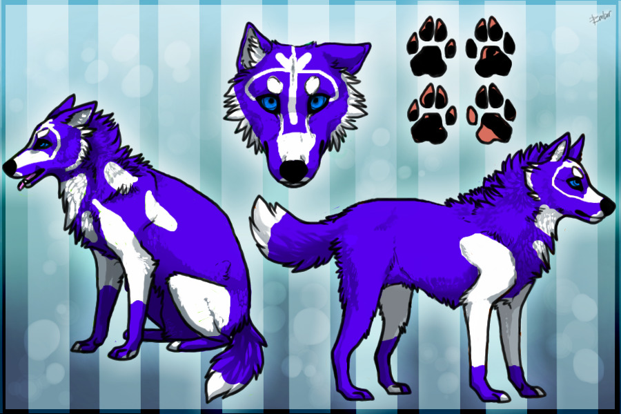 Purple Husky!!!! (Might be adopt might be mine I'll decide)