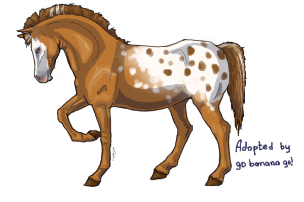 Foxy Appaloosa