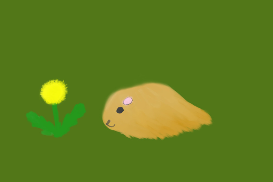 I spend way too much time thinking about guinea pigs