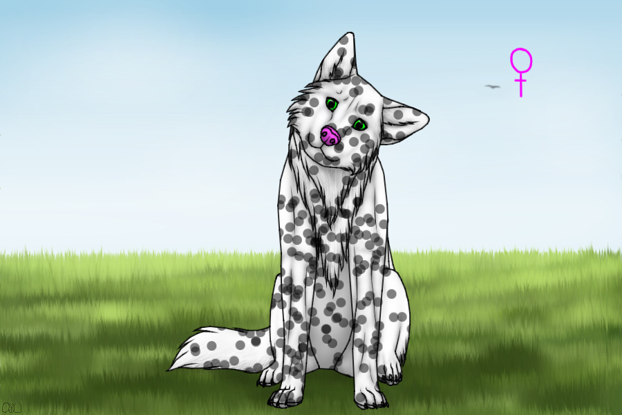 Snowy Paws Kennel ~ Adopt #1 FCFS
