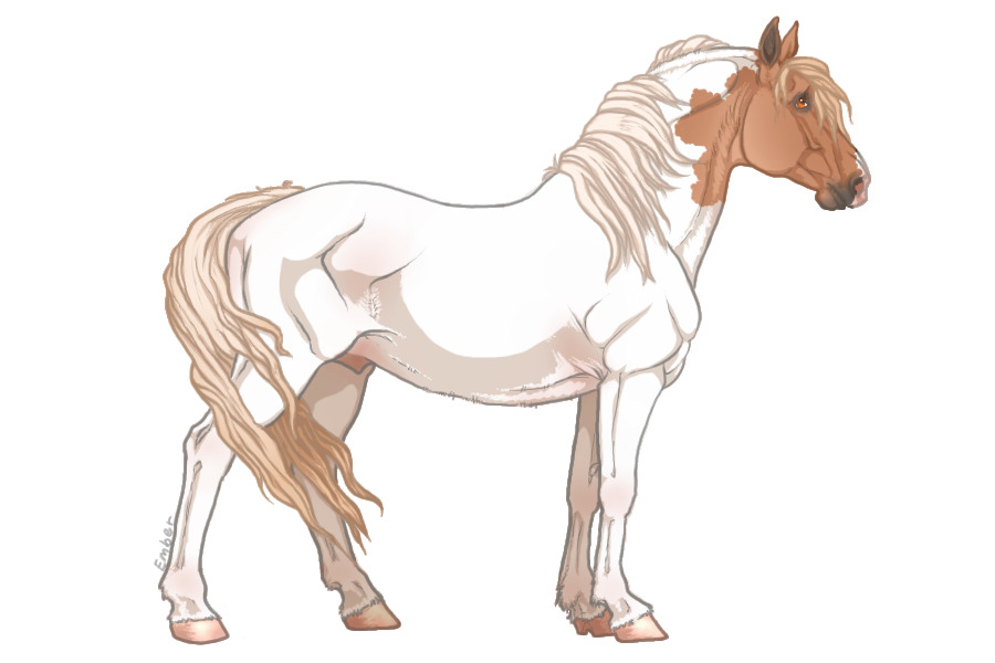 #524 - Flaxen Chestnut Moroccan Tobiano