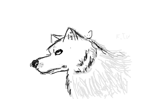 Sketch of a wolf