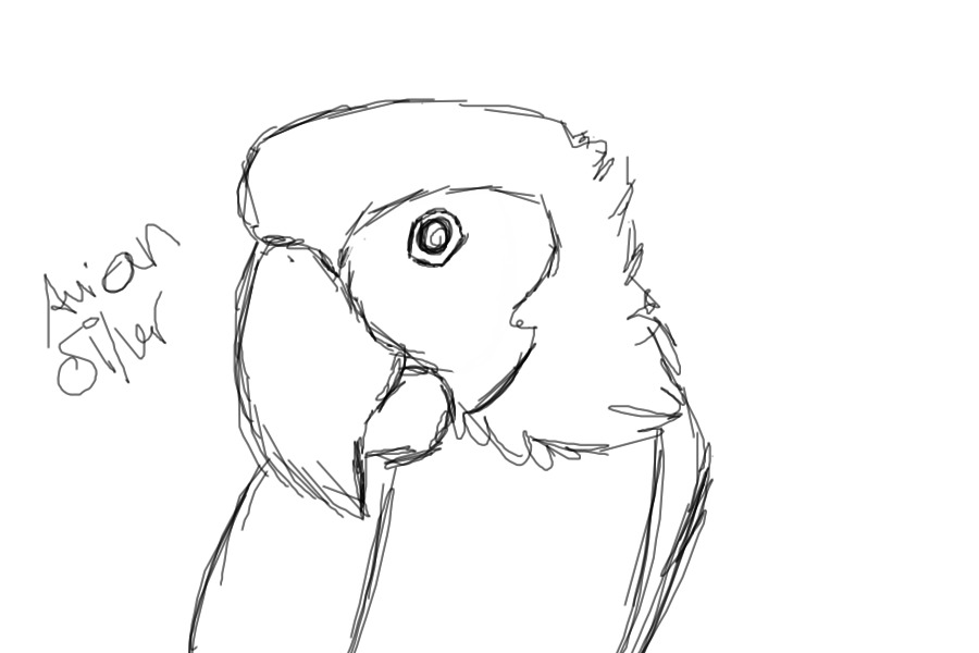 Macaw sketch
