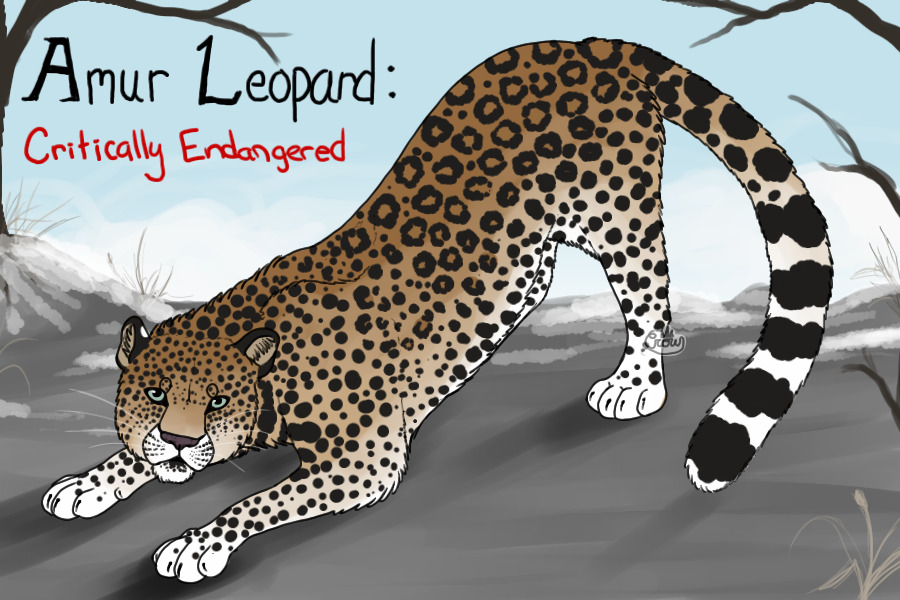 IUCN Series: Amur Leopard