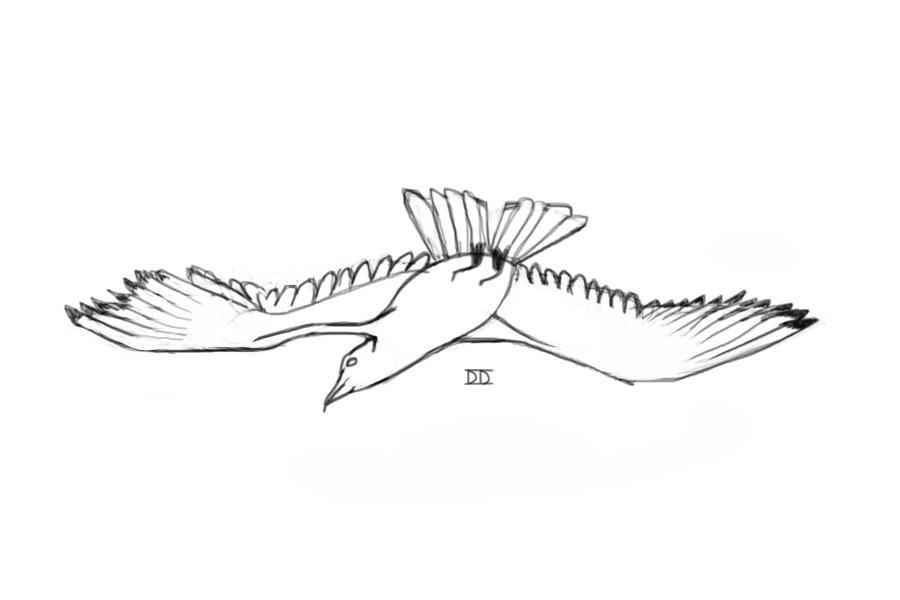 Albatross sketch