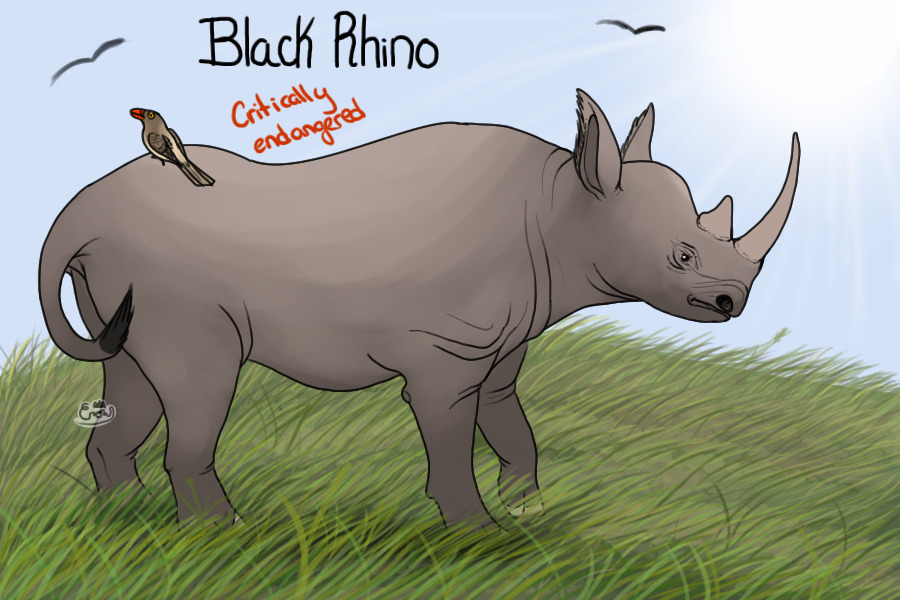 IUCN Series: Black Rhino
