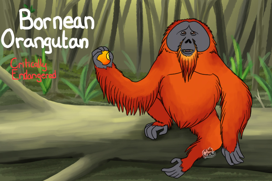 IUCN Series: Bornean Orangutan