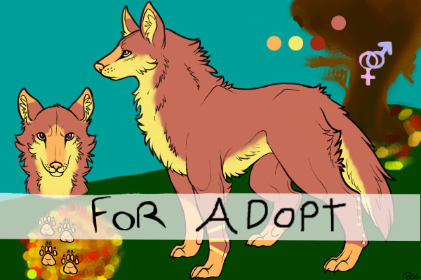 new wolf adopt!