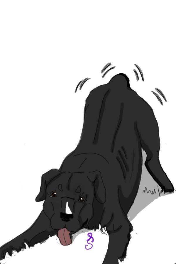 Sweetnose Mastiff Gift lines